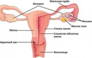 Мультифолликулярные яичники